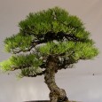 Luce Initiative on Asian Studies and the Environment Dickinson College has recently constructed the new Stafford Green House attached to Kauffman Hall, in which there are now bonsai plants. On...