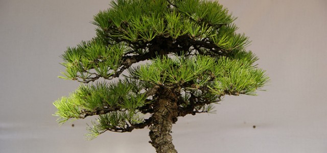Luce Initiative on Asian Studies and the Environment Bonsai is a Japanese art form using miniature trees grown in containers. Contrary to popular thought, Bonsai is not kept miniature by...