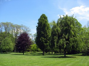 Thornwald Park 