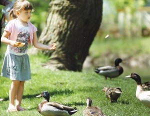 Adalyn Manuel, 4, feeds ducks at Letort Park in Carlisle, Monday morning. Michael Bupp/The Sentinel 2011