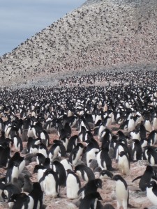 Adelie Penguins at Paulet Island