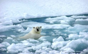 A classic picture associated with climate change: the polar bear with nowhere to call home, due to a decreasing amount of sea ice
