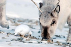 Food in the arctic is getting scarce in the winter due to freezing rain. 
