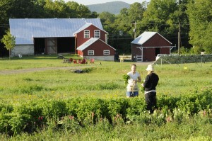 Student farmers harvesting produce at the farm.