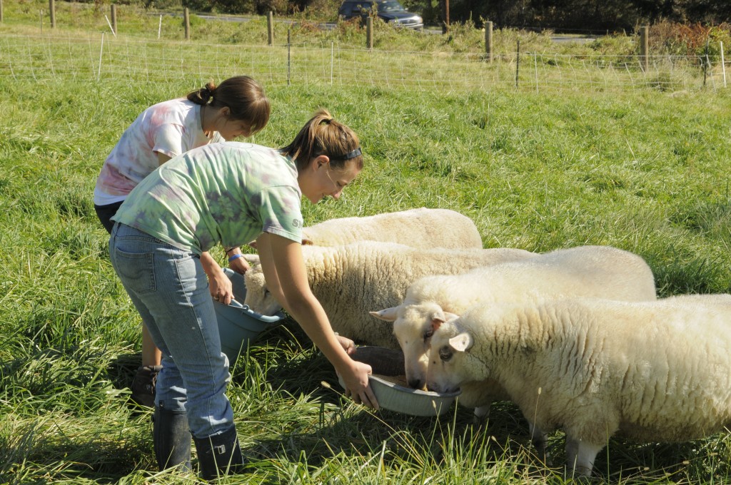 Student Farmers feed the sheep.