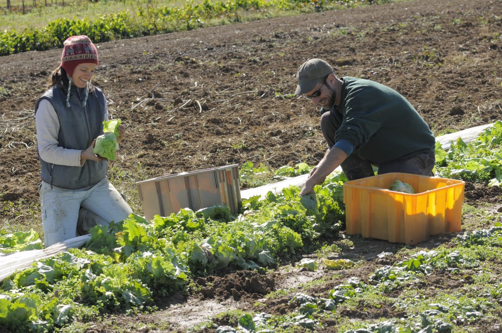 Jenn Halpin and Matt Steiman harvest produce in the fields.