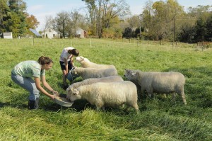 Dickinson Farm student workers feed the friendly sheep.