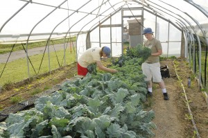 Two student workers harvest greens at the farm.