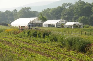 Greenhouses and High Tunnels on Dickinson Farm