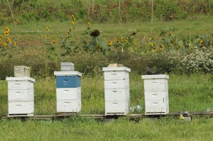 Bee hives on the farm.