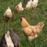 Laying Hens enjoy their pasture at Dickinson Farm.
