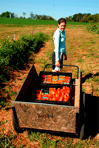 A student farmers pulls a cart of tomatoes.