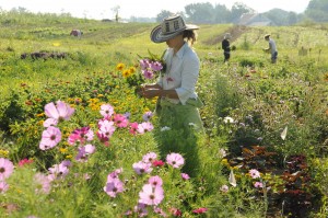 Jenn Halpin gathering flowers at the farm.