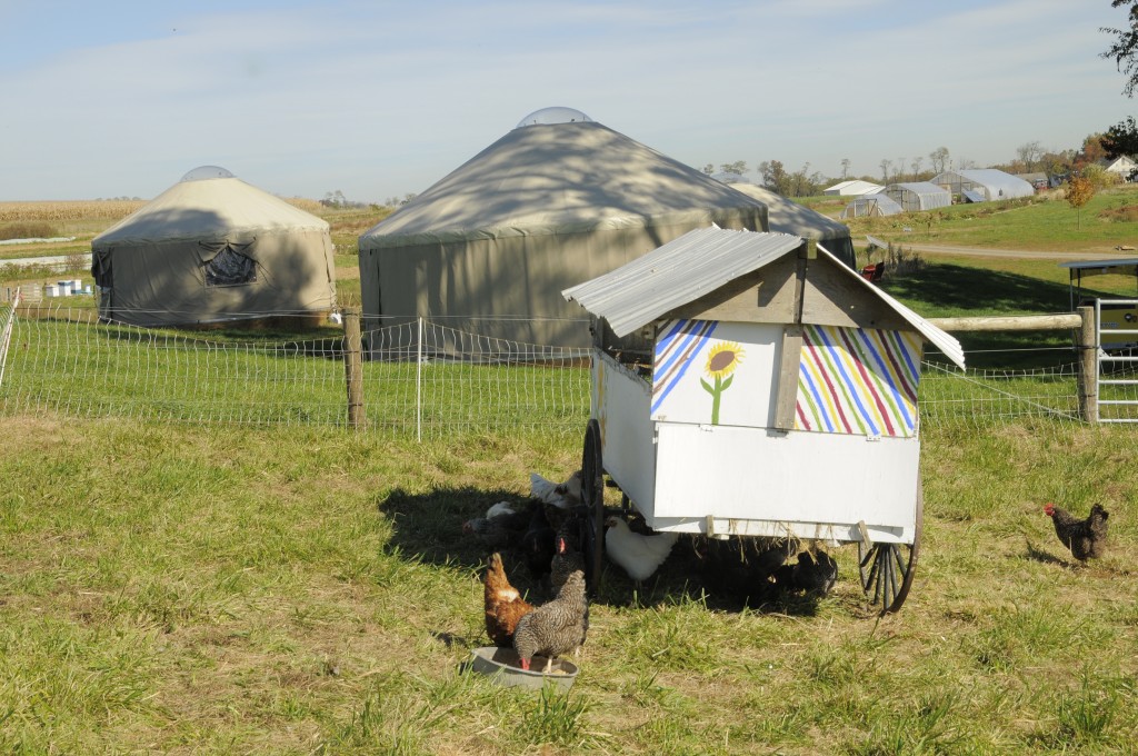 Chickens seeking shade and yurts in the background.
