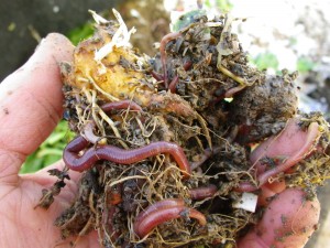 Compost and worms at Dickinson Farm