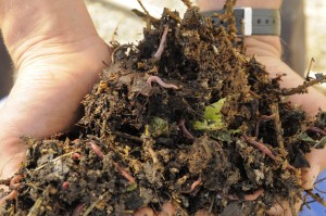 Worms produce nutrient-rich compost for our production fields!