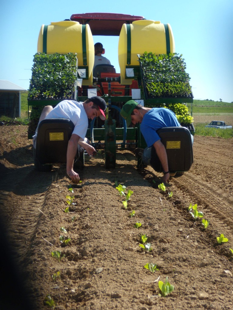 Student workers plant seedlings at Dickinson Farm.