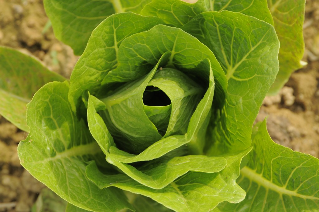 Lettuce growing at the Dickinson College Farm.