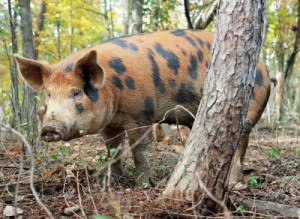 Heritage breed pig at North Mountain Pastures.