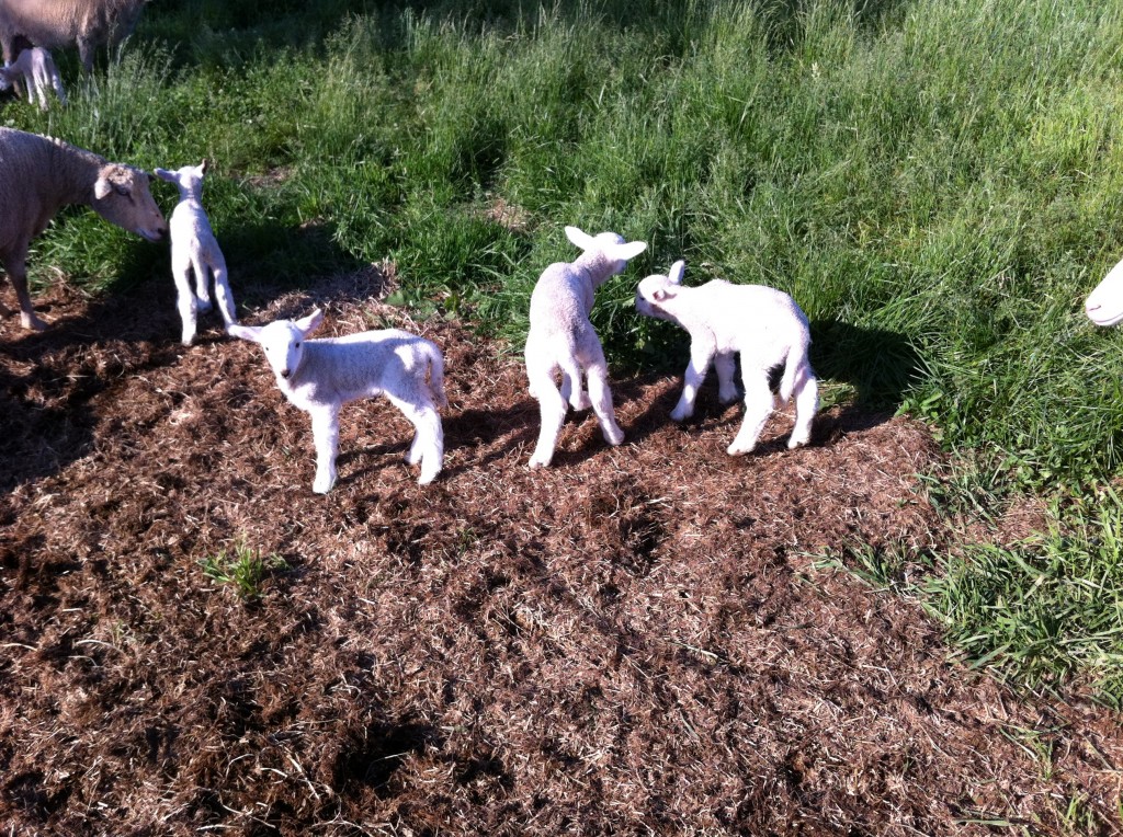Lambs, Spring 2012