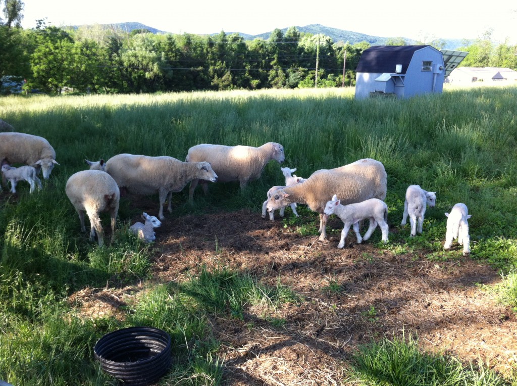 Lambs and Ewes, Spring 2012