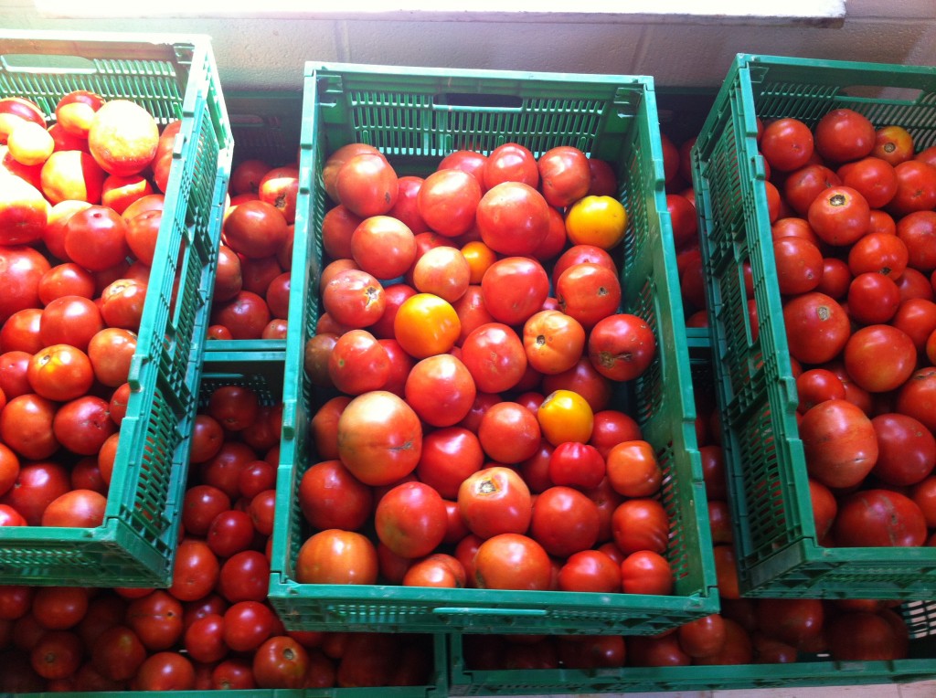 CSA Tomatoes