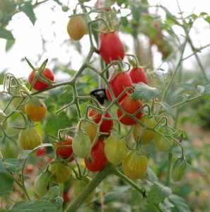 Jasmine Grape Tomatoes