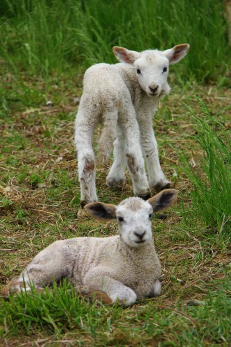 dickinson college farm lambs