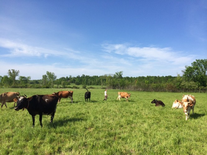 Kalyn with cows in field
