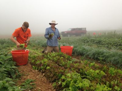 Two farmers in the mist