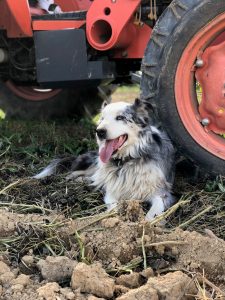 Bella in front of the tractor