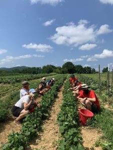The summer farm team harvesting beans