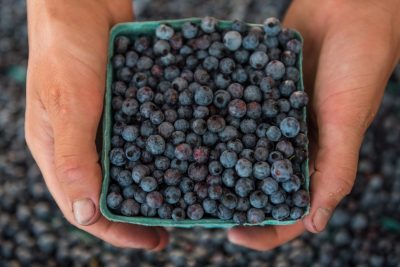 blueberries from Lauren's farm
