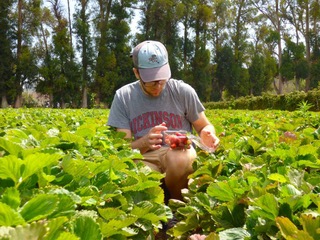 Evan harvesting strawberries in a field recently. He is wearing a baseball cap and a gray Dickinson shirt