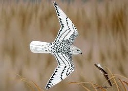http://www.environmentalaska.us/gyrfalcon.html