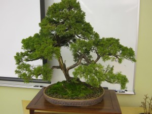Seismic Japan and Bonsai events 022