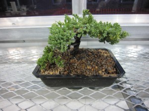 Seismic Japan and Bonsai events 121