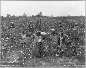 young African American women working in a cotton field