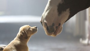 Budweiser-Puppy-Love-commercial-jpg