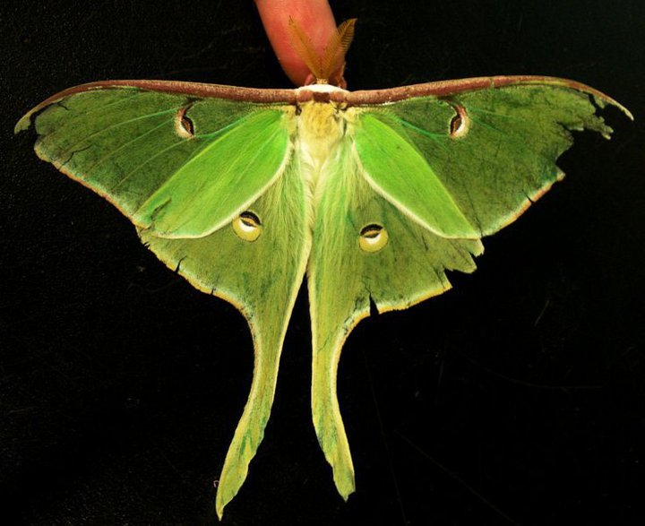 Sometimes creatures--like this luna moth--are appreciated primarily aesthetically: for their remarkable physical beauty, their incredible shapes, or sizes, or colors. 