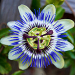 Passionflower image