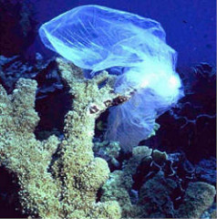 Plastic bag on Coral 