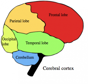 Brain schematic