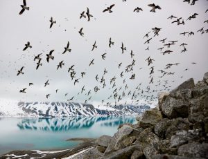 fying birds above ice