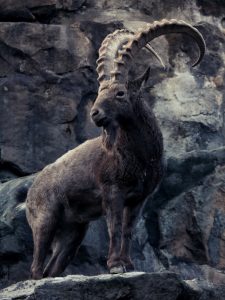 ibex © Martin Teschner (CC BY-ND 2.0) https://creativecommons.org/licenses/by-nd/2.0/