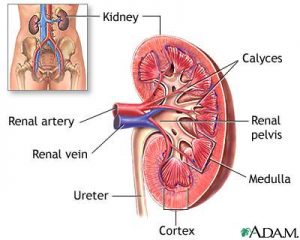 kidney labelled