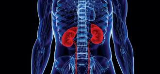 Picture of kidneys in the body 