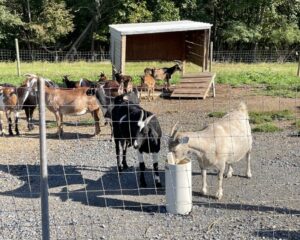 Goats using a self-watering system to drink water, 