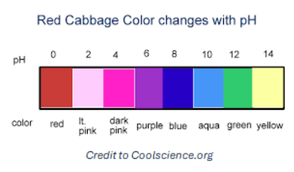Red Cabbage pH scale: 0=red, 2-light pink, 4=dark pink, 6= purple 8=dark blue, 10= light blue, 12= green, 14= yellow.