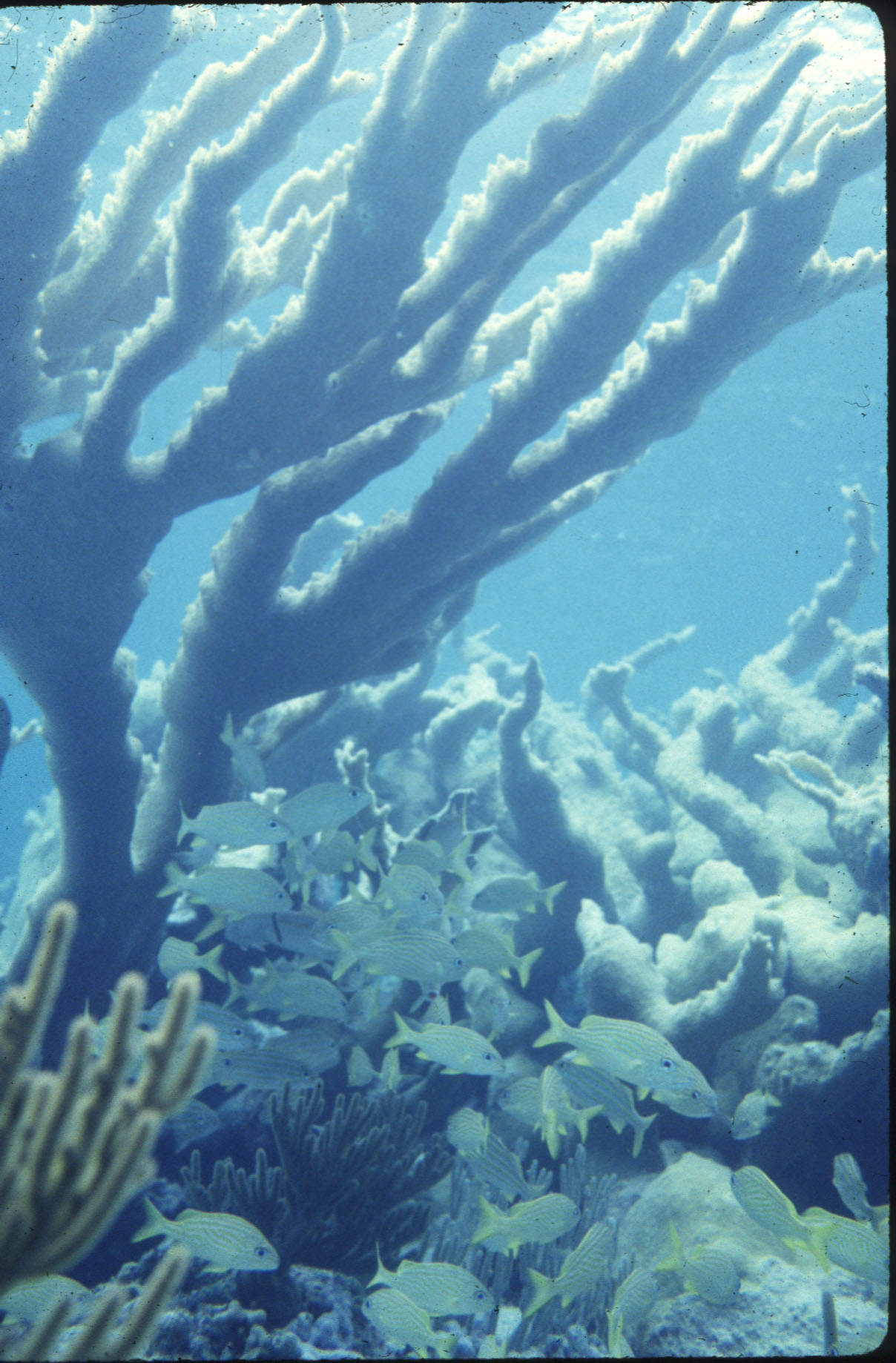 school of fish in coral